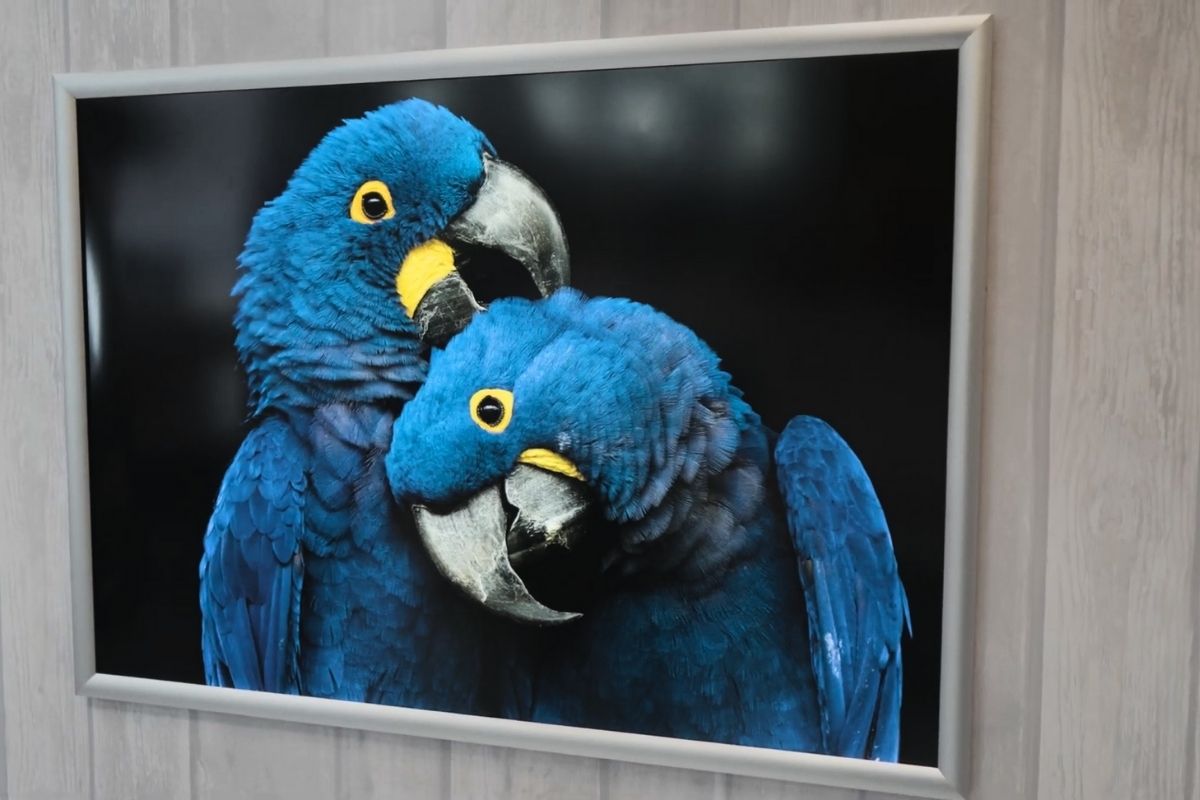 Poster slika velikog formata 2 plava papagaja okačenih na zid